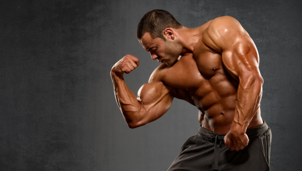Muscle Growth for Beginners Guide