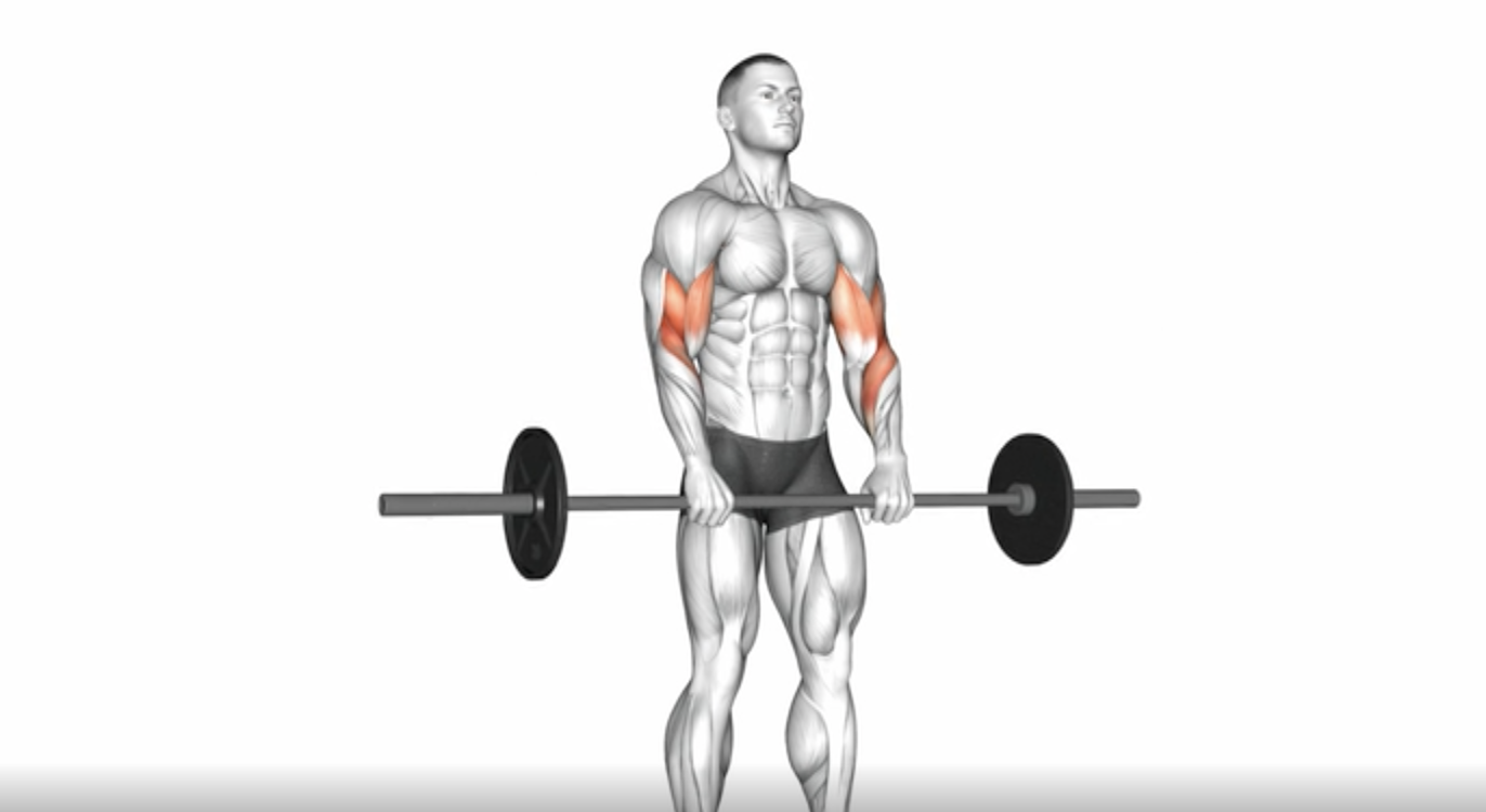 What Are Reverse Curls?