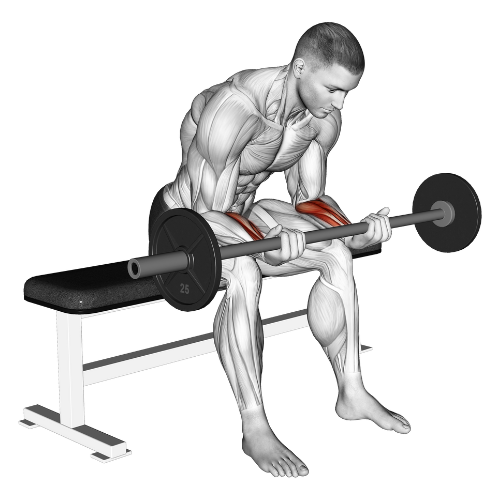 Palms Up Wrist Curl: Muscles Worked